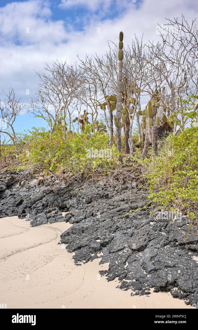 Landschaft der Galapagos-Inseln mit Opuntia Galapageia und vulkanischen Felsen, Ecuador. Stockfoto