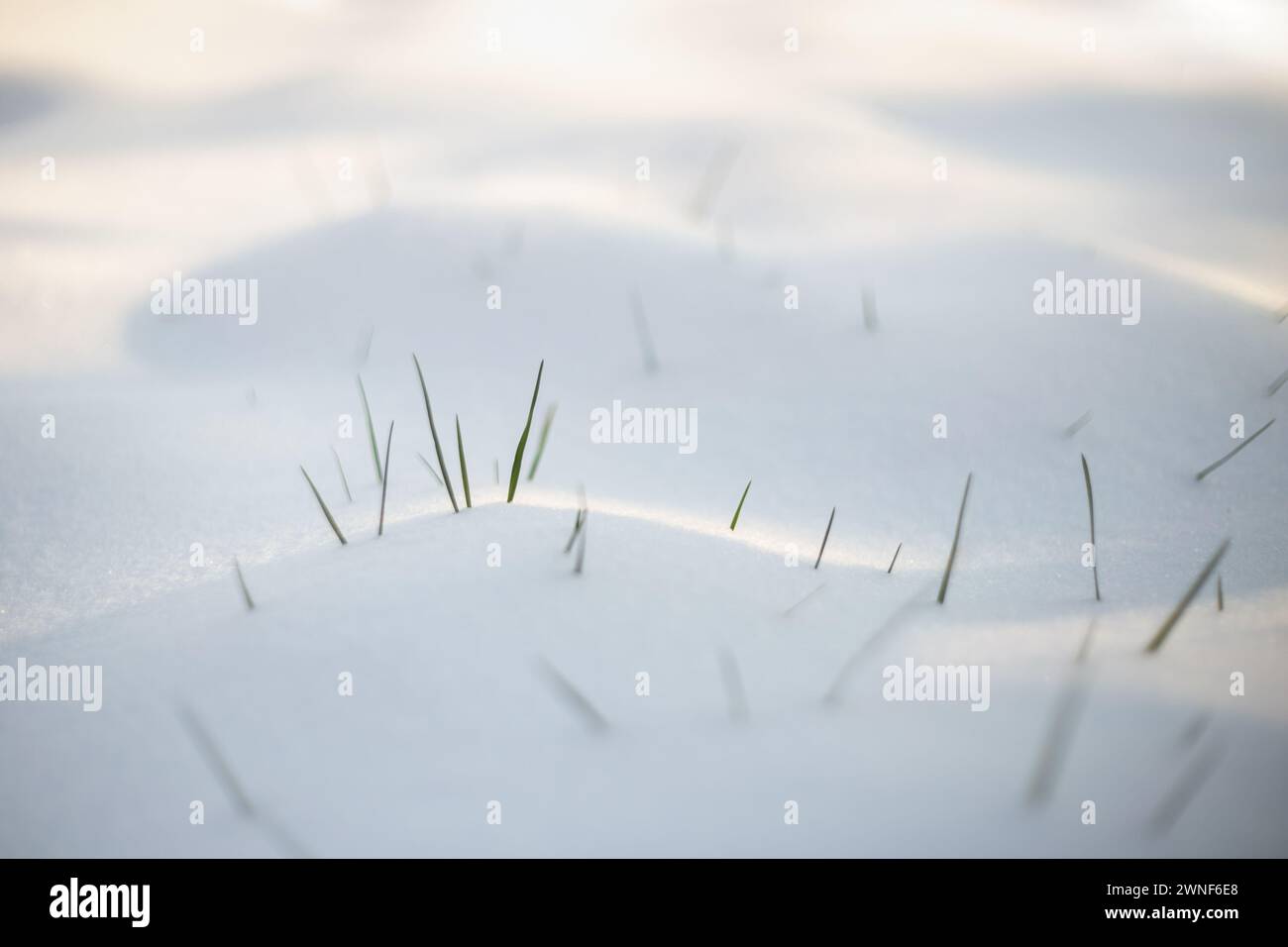 Frühlingsgras taucht aus dem weißen Schnee auf Stockfoto