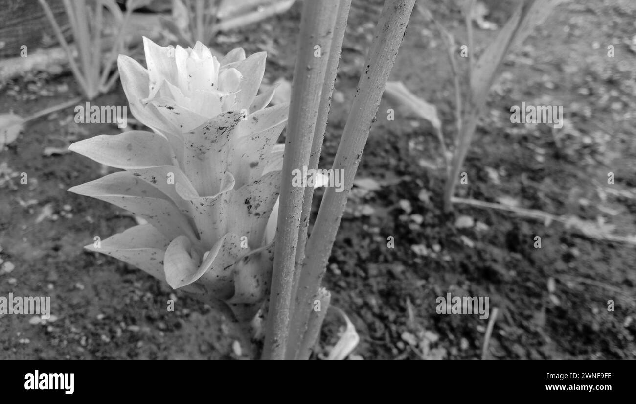 Foto von Kurkuma-Blüten, die noch am Baumstamm befestigt sind Stockfoto