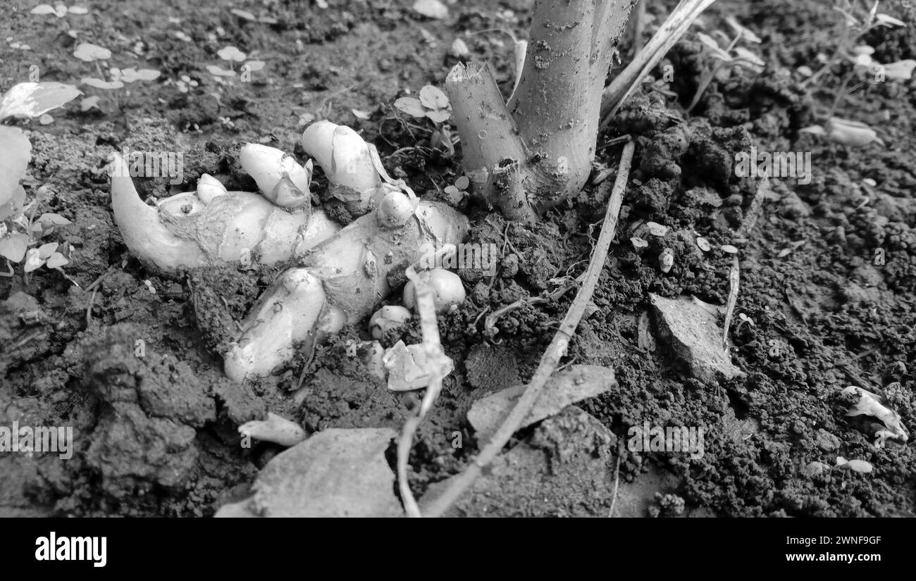 Kurkuma-Baum und ein kleiner sichtbarer Stamm auf dem Boden, frisches Kurkuma Foto Stockfoto