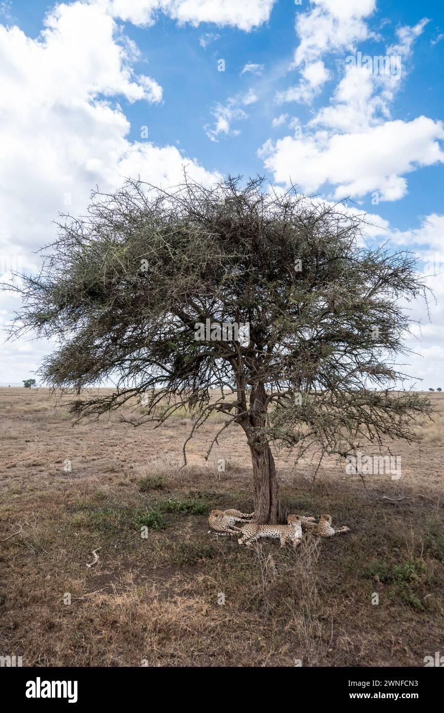 Serengeti, Tansania, 26. Oktober 2023. Drei Geparden im Schatten eines Baumes Stockfoto