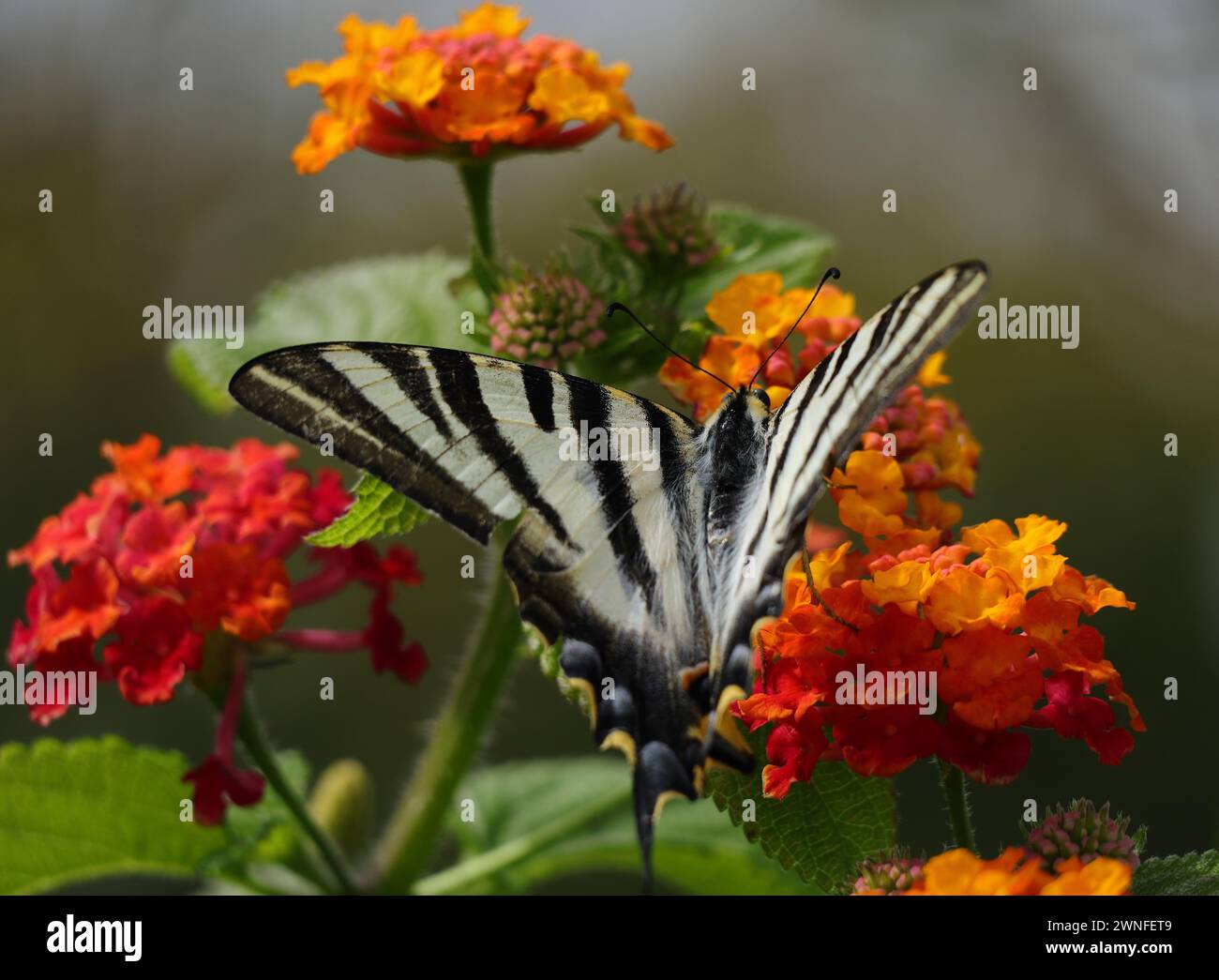 Seltener Schwalbenschwanz - Iphiclides podalirius. Sightseed Oeiras, Portugal. Übersichtsansicht. Auf einer bunten Blume. Stockfoto