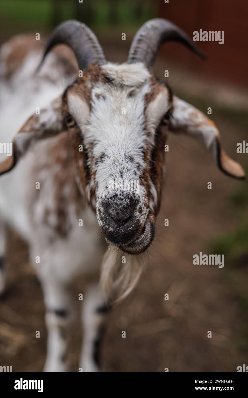 Ein Ziegenporträt Stockfoto