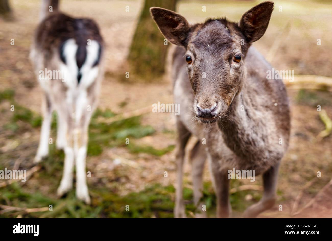 Junge Rehe im Wald Stockfoto