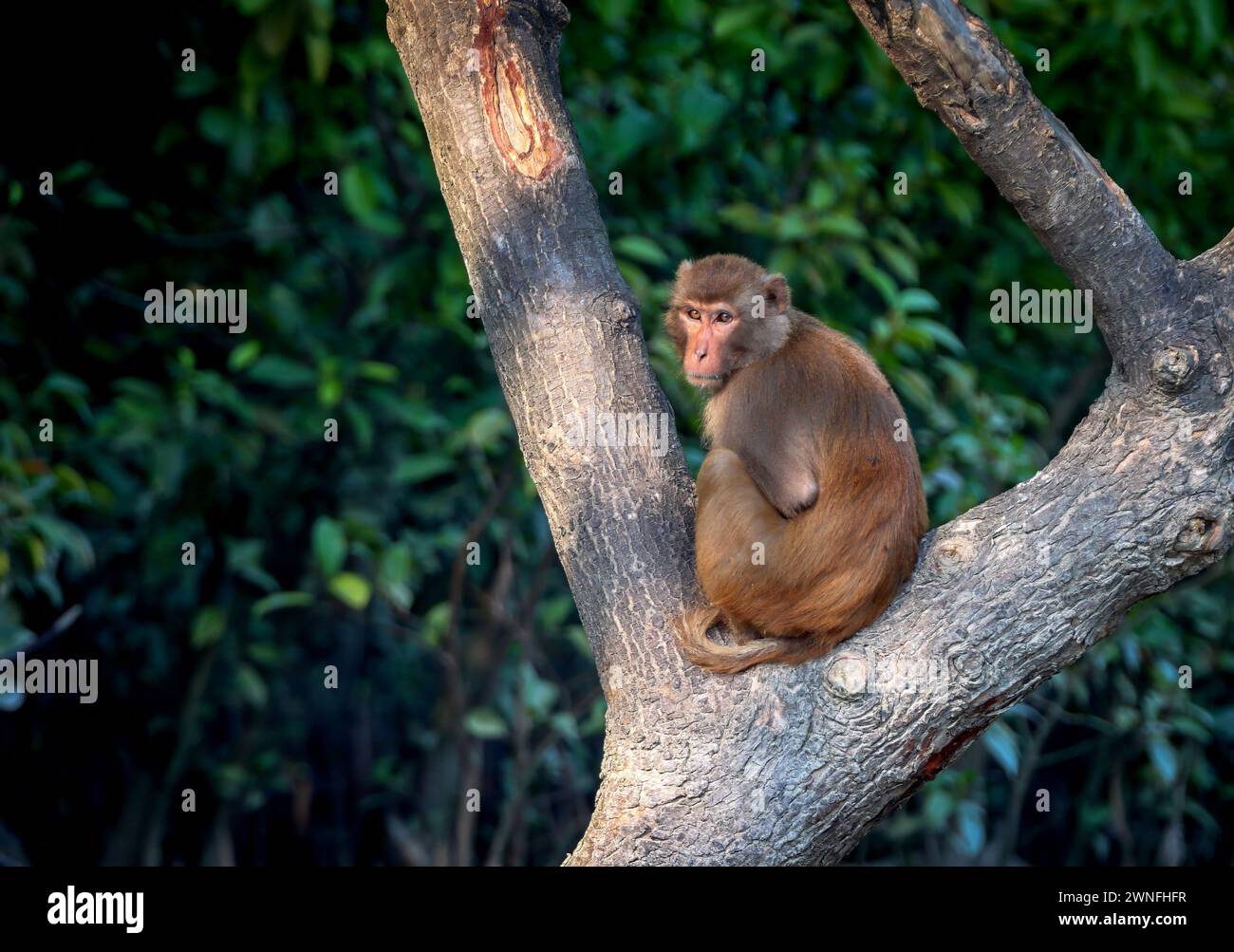 Rhesusmakaken-Affen von Sundarbans. Dieses Foto wurde aus dem sundarbans-Nationalpark in Bangladesch gemacht. Stockfoto