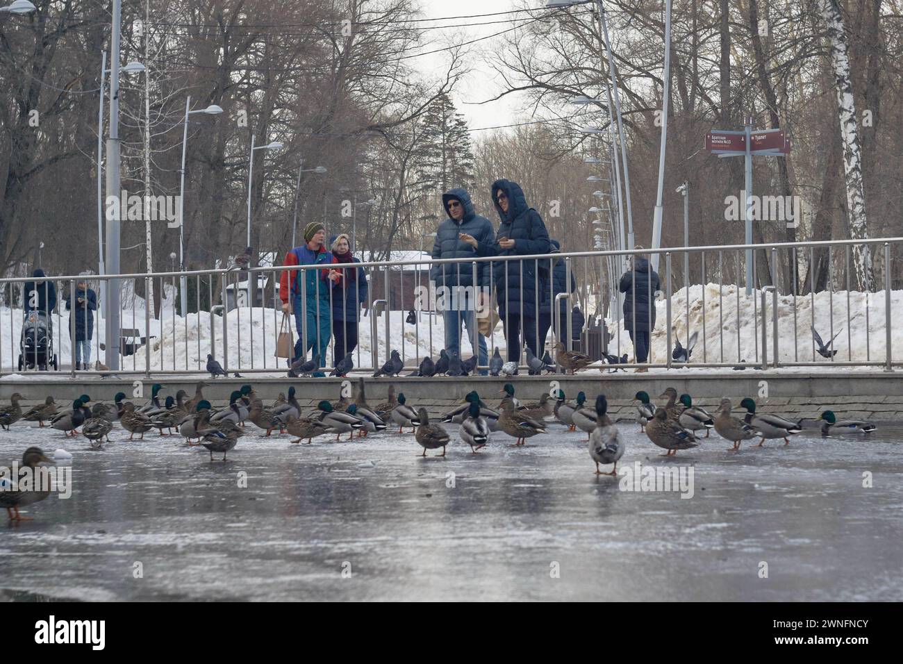 Woronesch, Russland. Februar 2024. Passanten füttern Enten im Dynamo Central Park. Ende Februar bis Anfang März kam die Frühlingswärme in die über Millionen große Stadt Zentralrusslands, Woronesch. Schlamm und Pfützen hinderten Woronesch nicht daran, Wahlkampfschilder auf den Straßenbrettern zu sehen. Die Präsidentschaftswahlen in der Russischen Föderation sind für den 17. März geplant. Vier Kandidaten nehmen an den Wahlen Teil, von denen drei die Politik des derzeitigen Präsidenten Wladimir Putin voll unterstützen. Und der vierte ist der derzeitige Präsident. Die Zentrale Wahlkommission Stockfoto