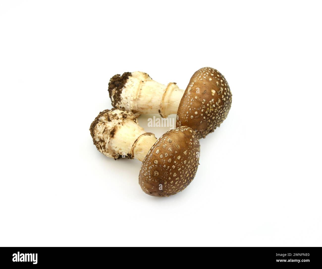 Amanita pantherina isoliert auf weiß. Giftpilz. Stockfoto