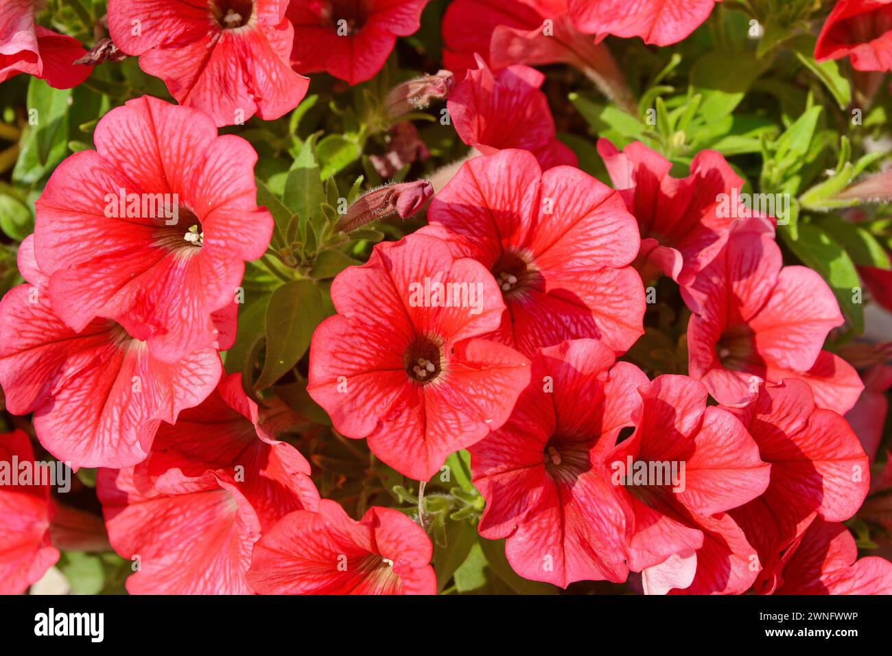 Eine Petunienpflanze mit Blumen. Petunie, Petunie im Tablett, Petunie im Topf, mehrfarbige Petunie Stockfoto