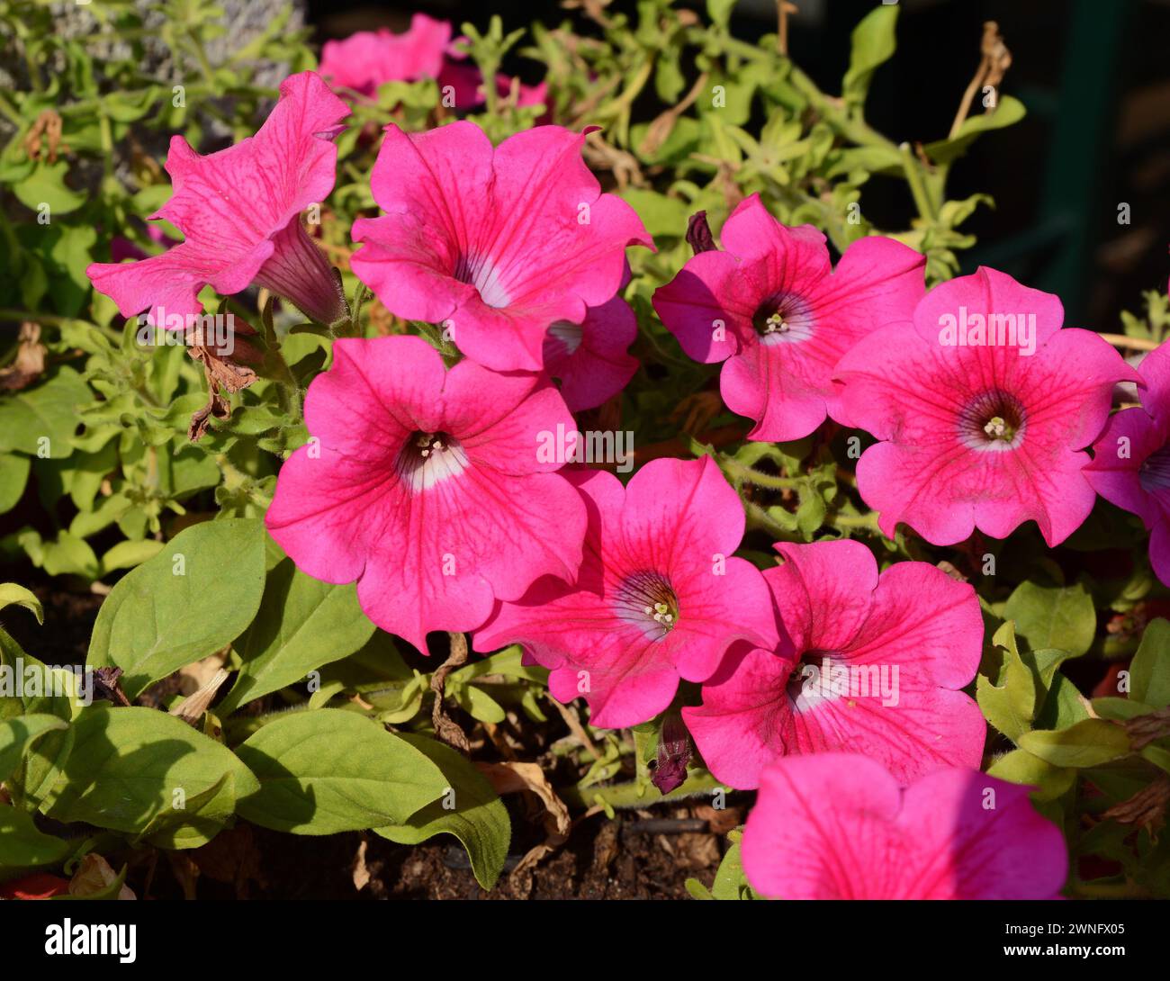 Eine Petunienpflanze mit Blumen. Petunie, Petunie im Tablett, Petunie im Topf, mehrfarbige Petunie Stockfoto