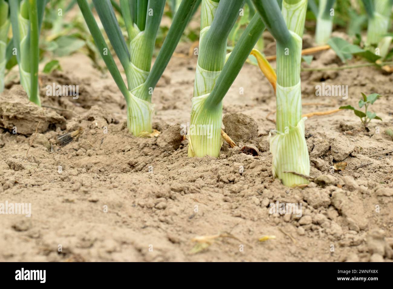 Blätter und Stiele von grünen Zwiebeln, Nahaufnahme, wachsen in einem Gartenbeet. Stockfoto