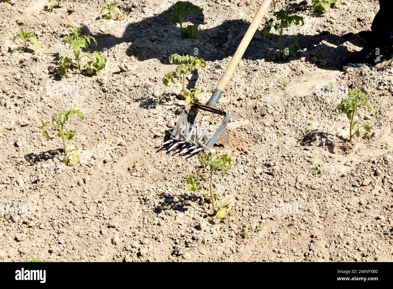 Das Bild zeigt ein landwirtschaftliches Werkzeug, mit dem Landwirte Unkraut aus dem Garten entfernen. Stockfoto