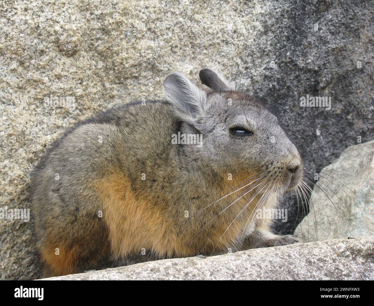 Süße wilde Chinchilla (Vizcacha) im Machu Pichu, Cuzco, Peru Stockfoto