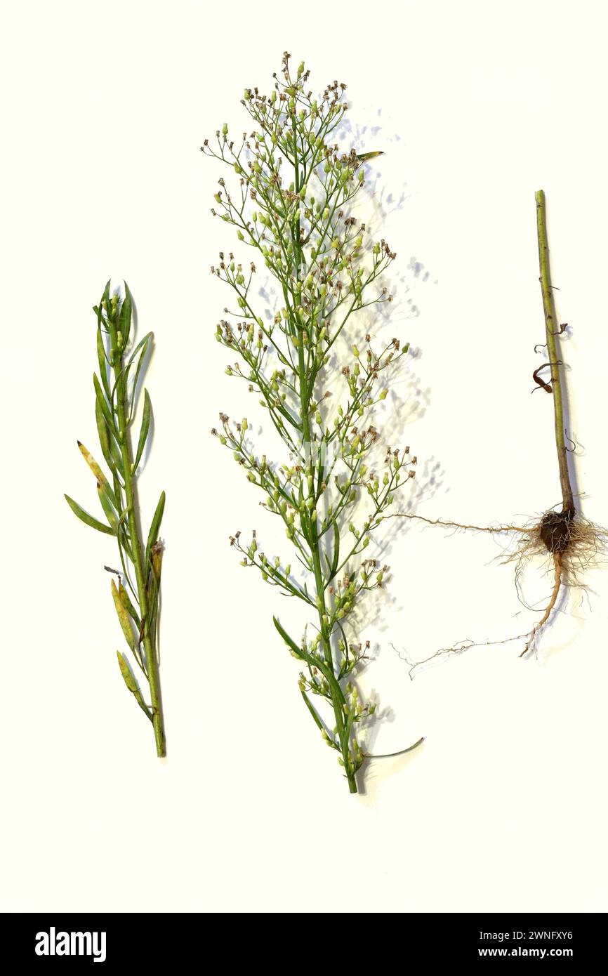 Lernprogramm. Herbarium. Conyza-canadensis-Büsche isoliert auf weißem Hintergrund. Stockfoto