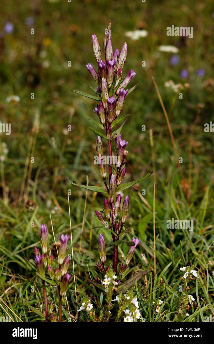 Gentianella amarella „Herbst Enzian“ Stockfoto