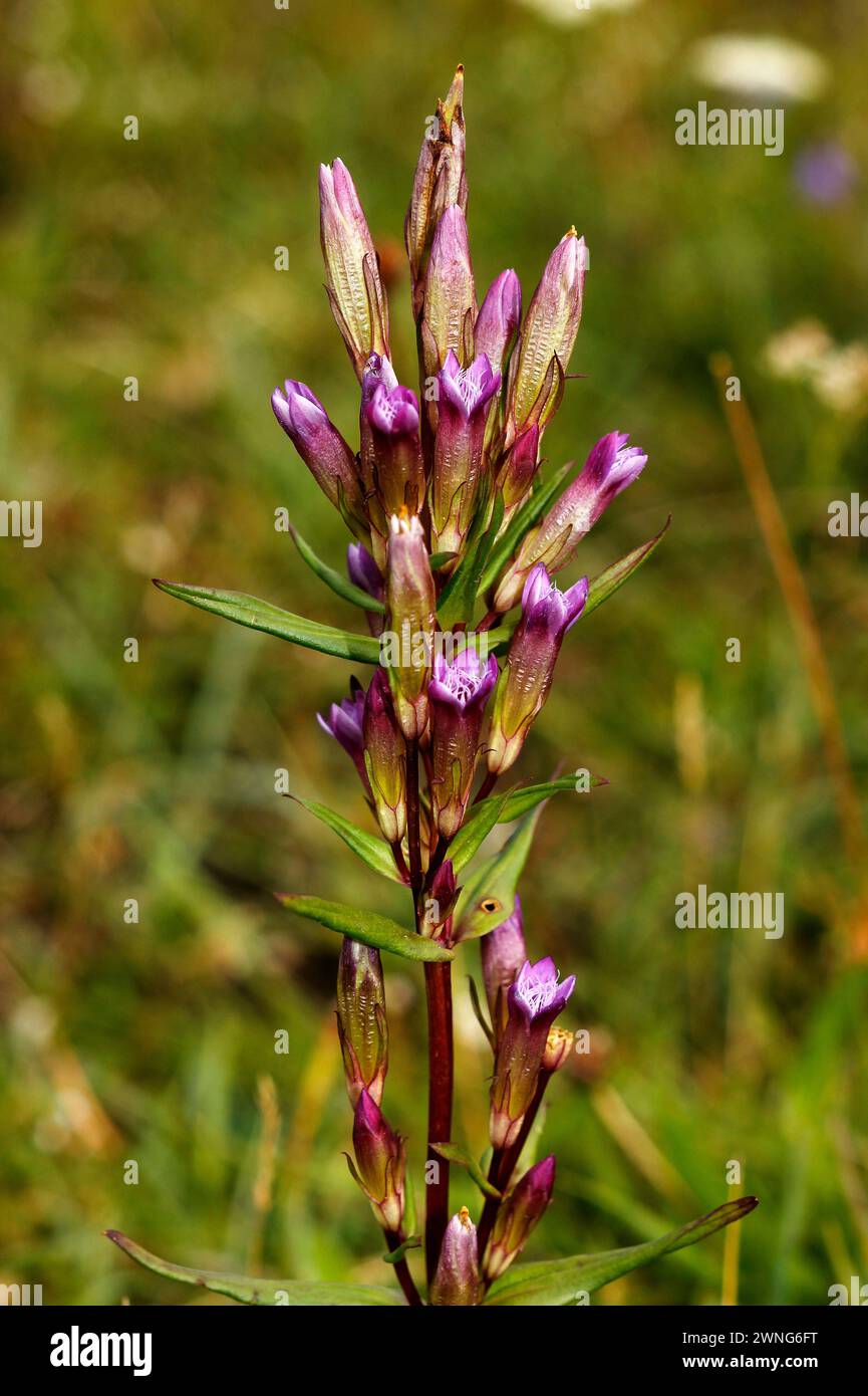 Gentianella amarella „Herbst Enzian“ Stockfoto