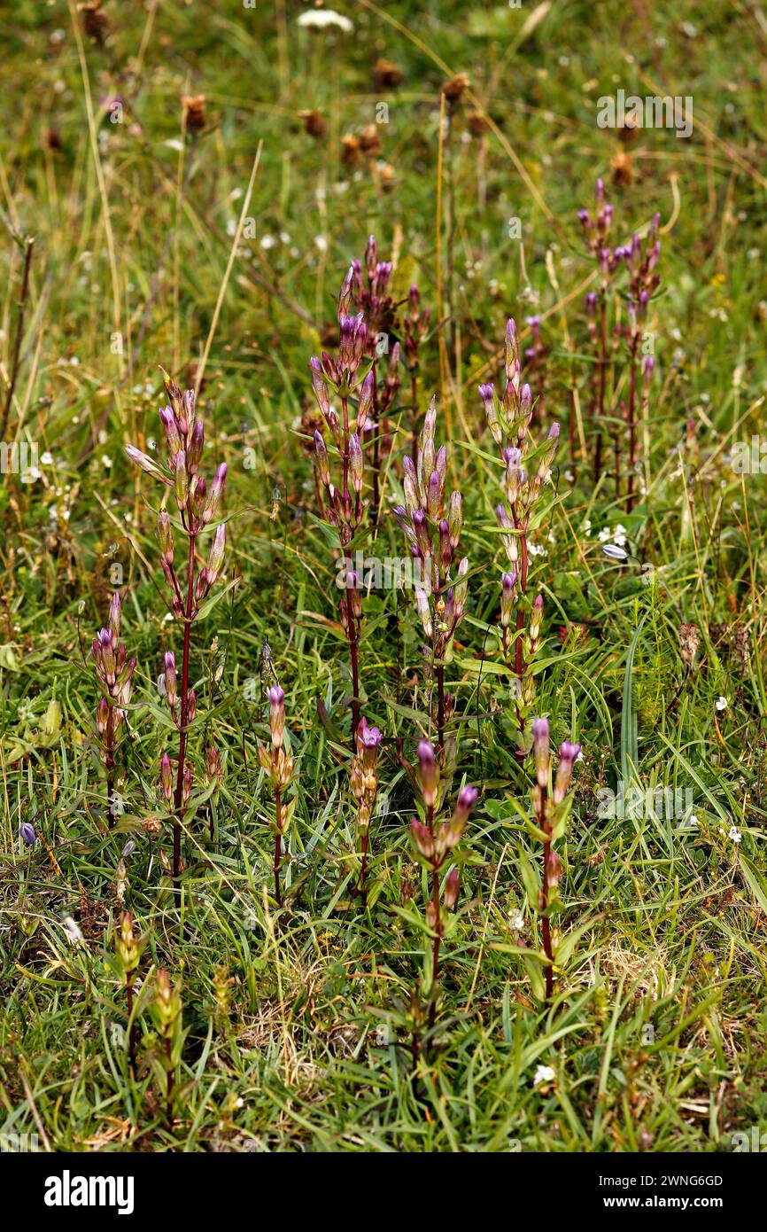 Gentianella amarella „Herbst Enzian“ Stockfoto
