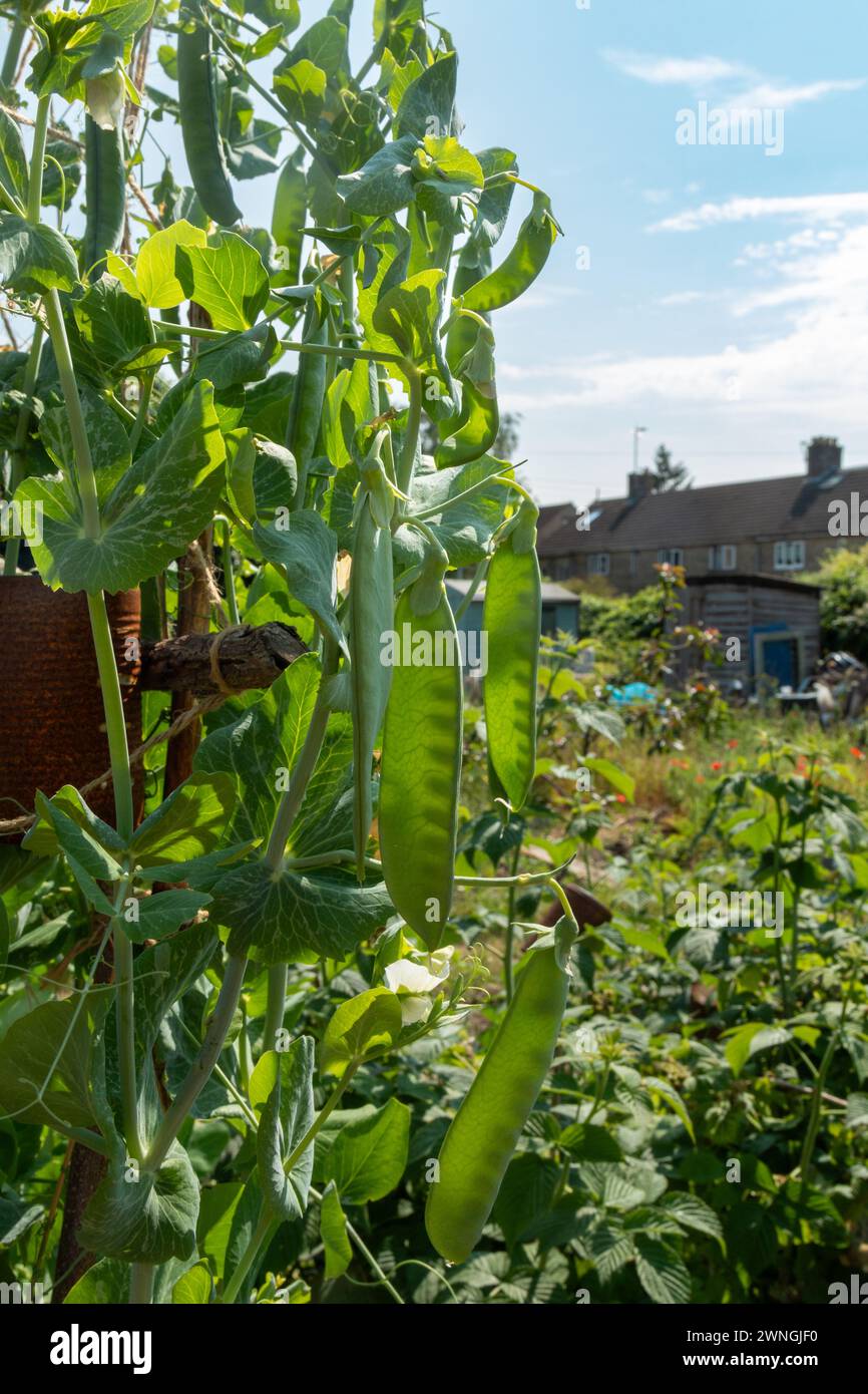 Junge Erbsenschoten wachsen im Sommer in einem Kleingut in England, Großbritannien. Stockfoto