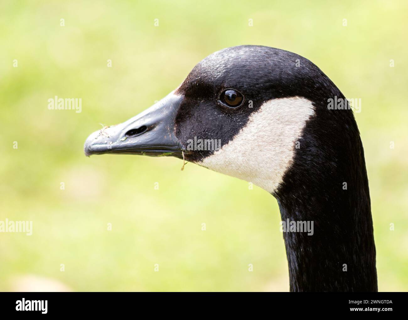 Canada Goose (Branta canadensis) schmückt nordamerikanische Seen mit ihrer majestätischen Präsenz und ihren resonanten Honig. Stockfoto