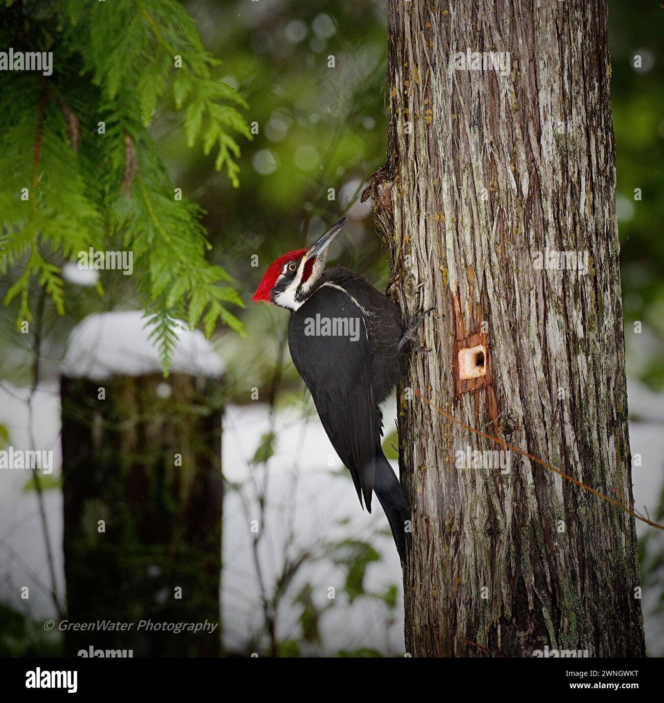 Pileated Woodpecker Stockfoto