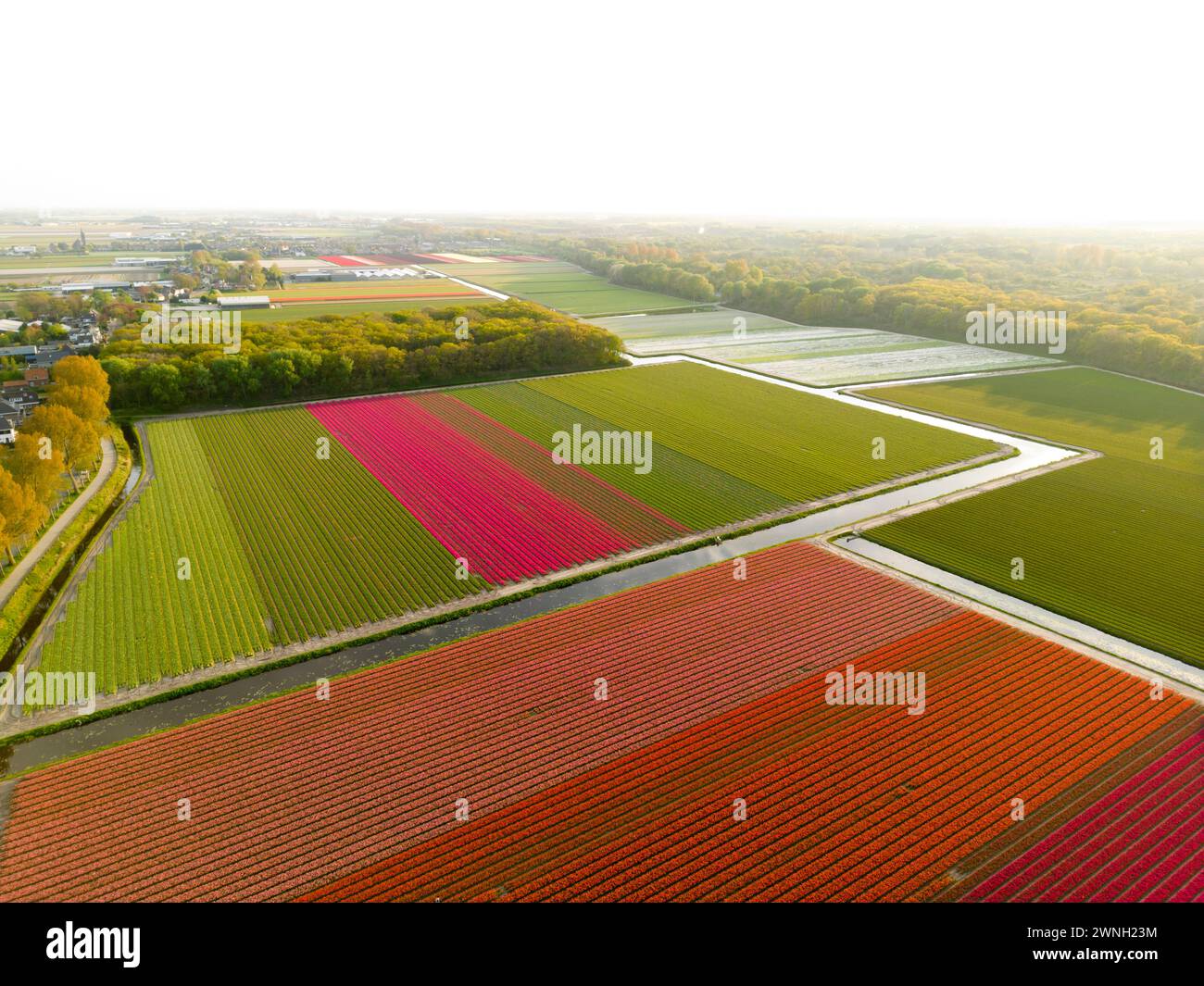 Luftaufnahme eines Tulpenfeldes in der Nähe von Vogelenzang, Niederlande Stockfoto