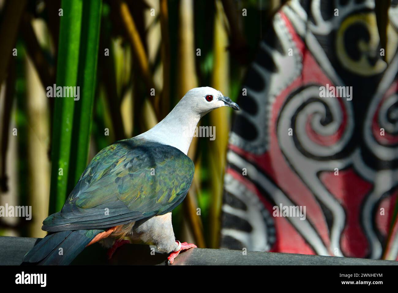 Porträt einer rosafarbenen grünen Taube aus Südostasien. Stockfoto