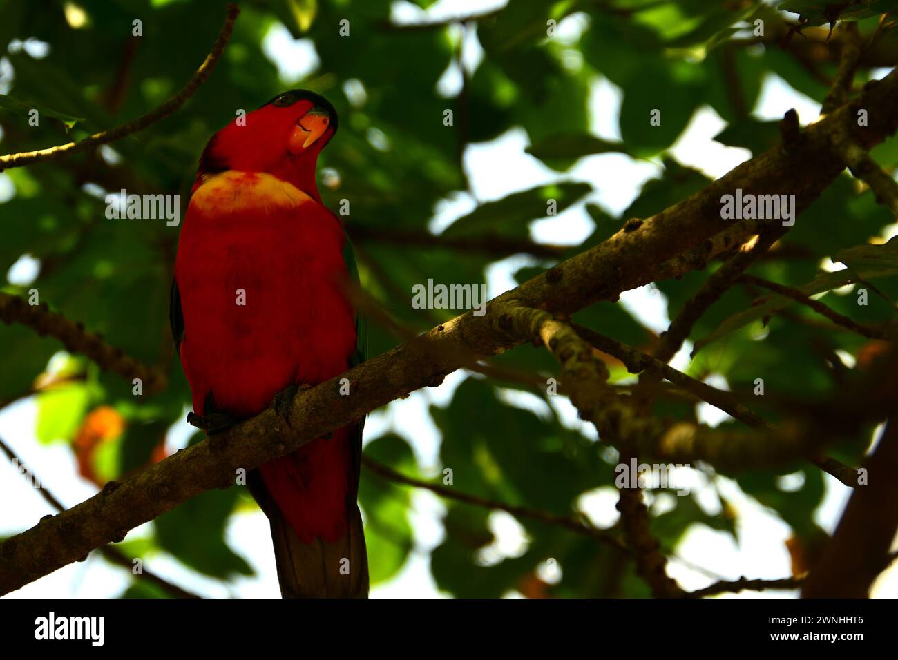 Porträt eines männlichen King Parrot, gebürtig in Australien. Stockfoto
