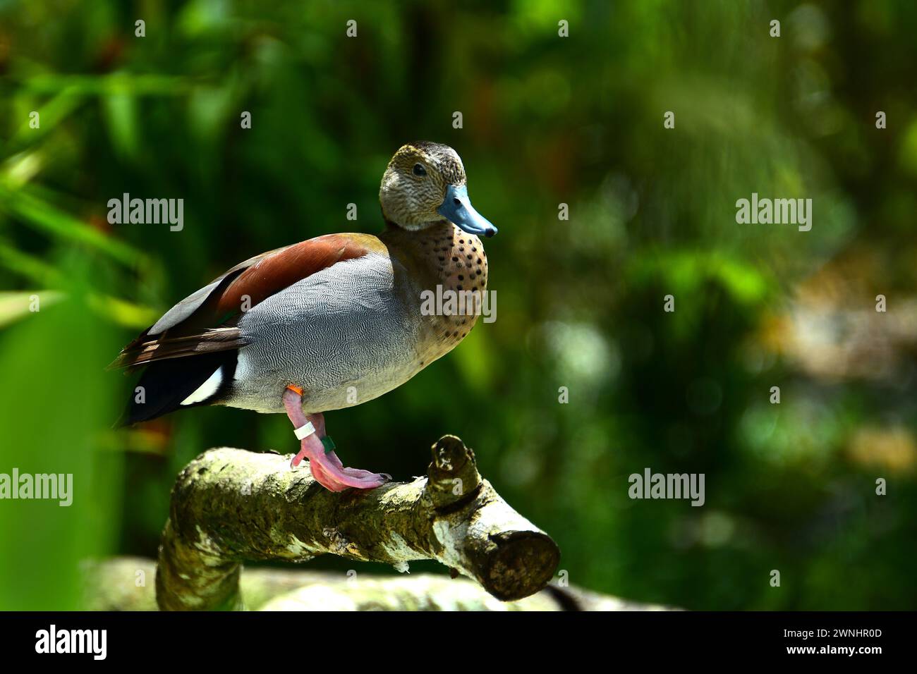 Porträt einer Callonetta leucophrys-Ente. Das Ringelgrün (Callonetta leucophrys) ist eine kleine Ente aus südamerikanischen Wäldern. Stockfoto