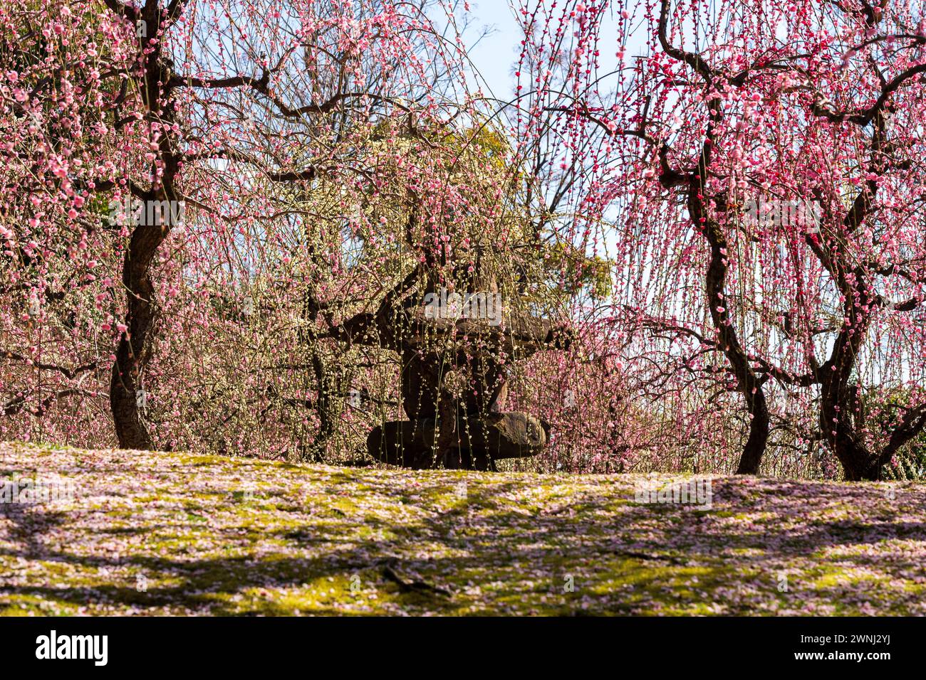 Weinende Pflaumenbäume blühen in voller Blüte im japanischen Garten Jonangu Shrine, Kyoto, Japan. Stockfoto