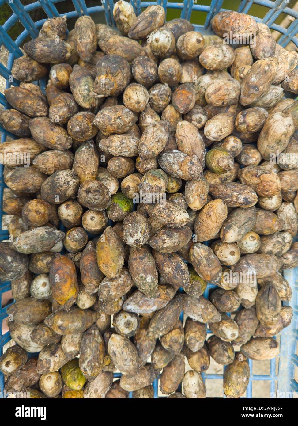 Sonnentrocknende Areca-Nüsse, Früchte der Areca-Palme, Areca-Nuss-Palme oder Betelpalme, Nahaufnahme tropischer und kommerziell wichtiger Früchte Stockfoto