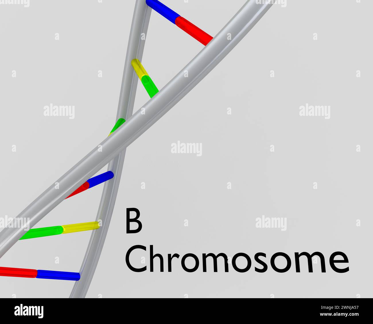 3D-Illustration einer DNA-Doppelhelix mit dem Titel B-Chromosom. Stockfoto