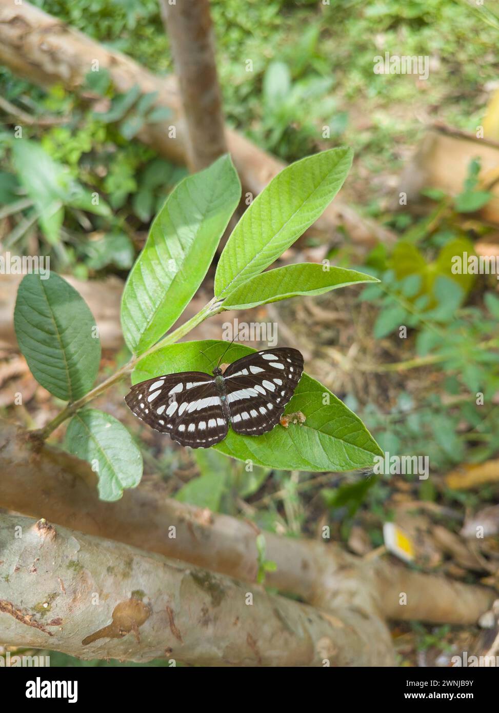 Weißer gepunkteter schwarzer Schmetterling mit Flügeln, selektiver Fokus mit Gartenhintergrund und Kopierraum Stockfoto