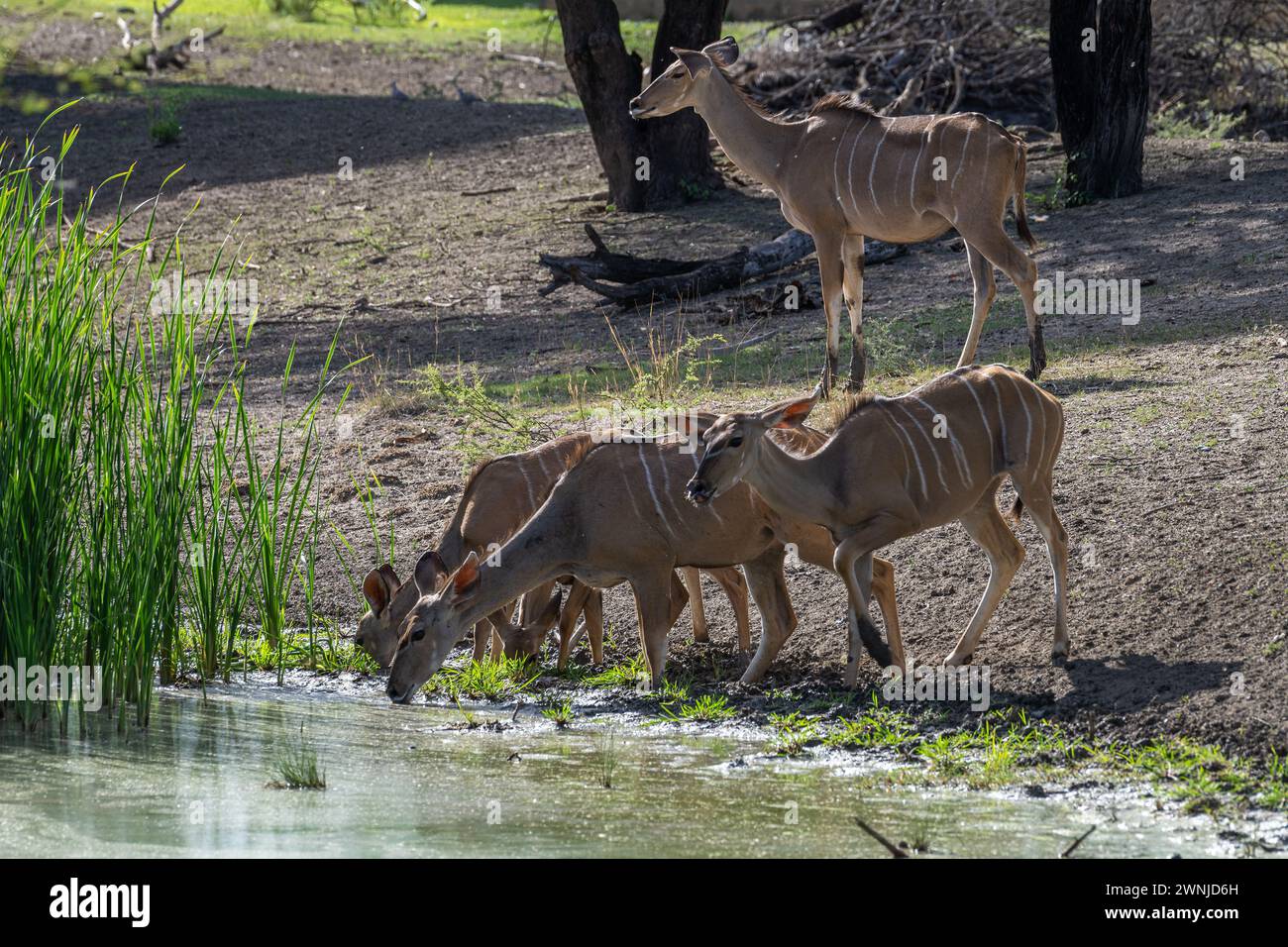 Weibliche Strepsiceros trinken in einem Wasserloch, Namibia Stockfoto