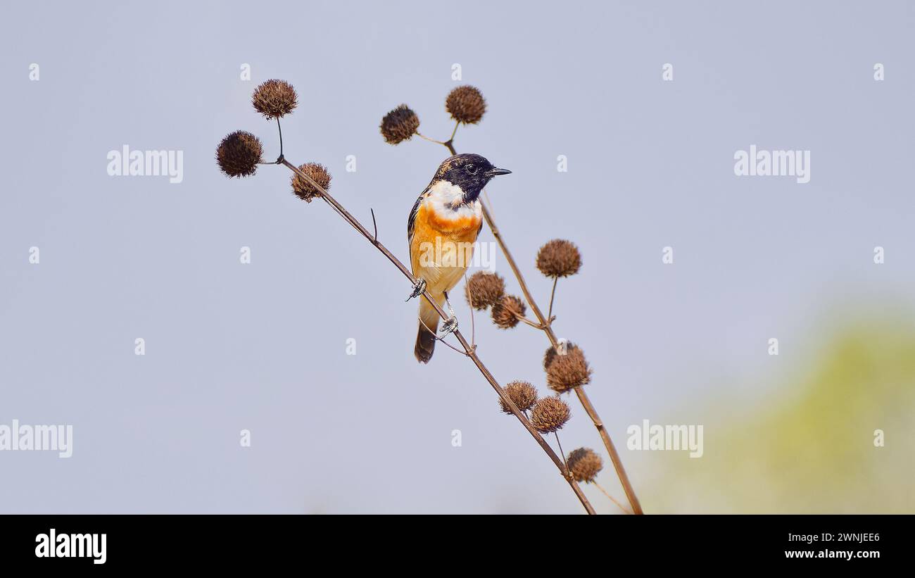 Männlicher Amurstonechat-Vogel (Saxicola stejnegeri), der auf einer Vegetation im Grasland mit offenem blauem Himmel thront, Chiang Mai, Thailand Stockfoto