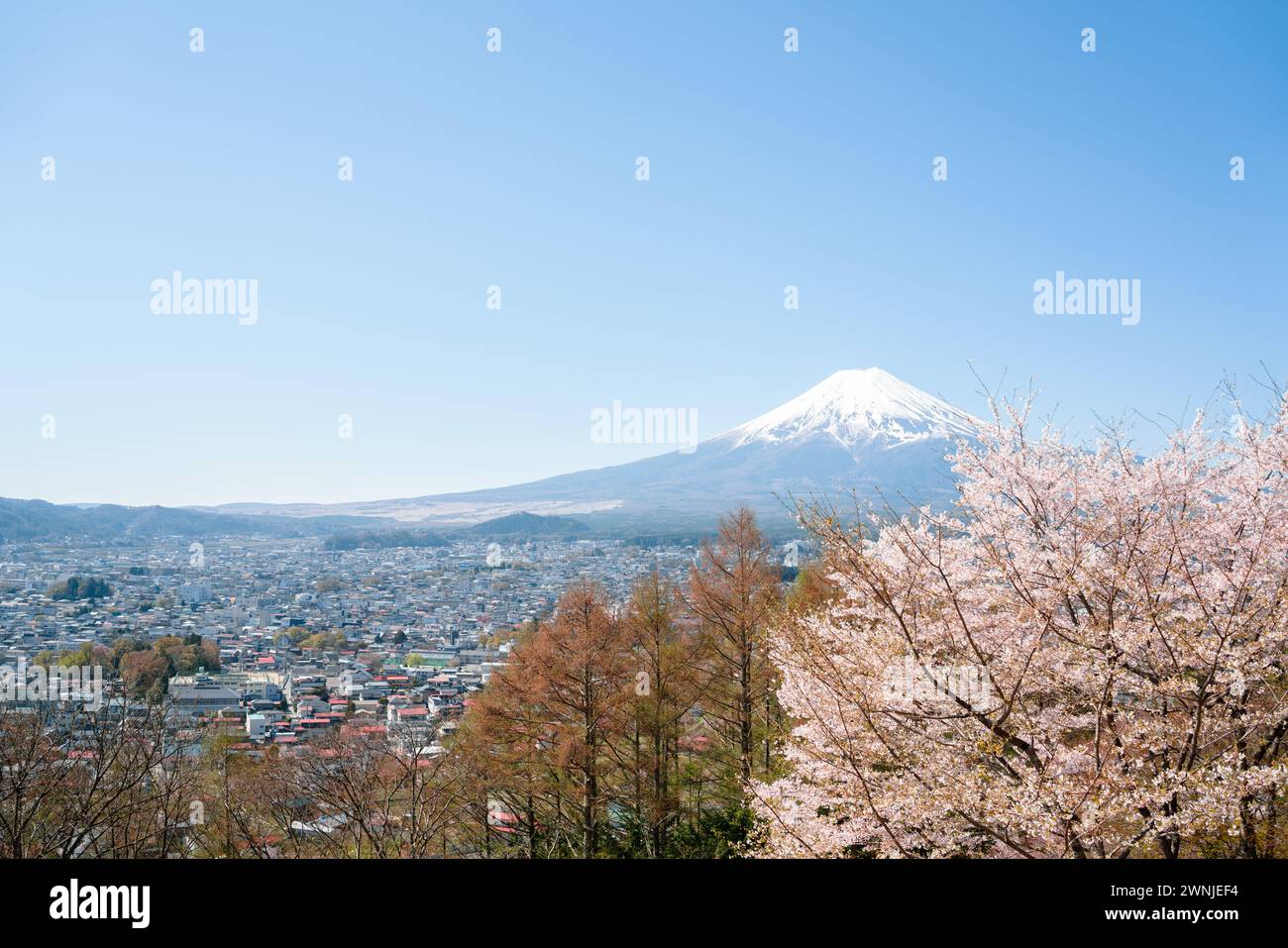Arakurayama Sengen Park und Fuji Mountain, Blick auf die Stadt Shimoyoshida mit Kirschblüten in Yamanashi, Japan Stockfoto