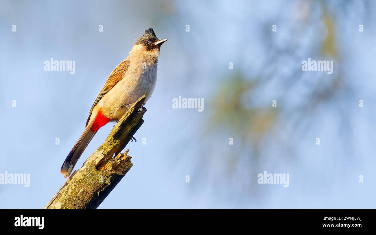 Rußköpfiger Bulbul-Vogel (Pycnonotus aurigaster) mit rotem Lüftungsschlitz am Baum, Chiang Mai, Thailand Stockfoto