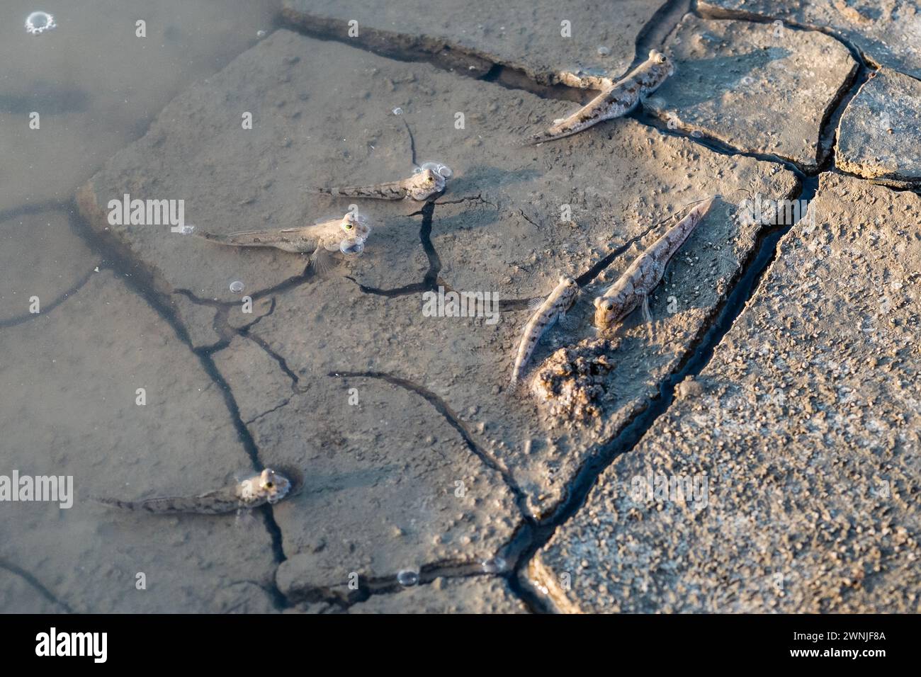Mudskipper fischen im South Aligator River Stockfoto