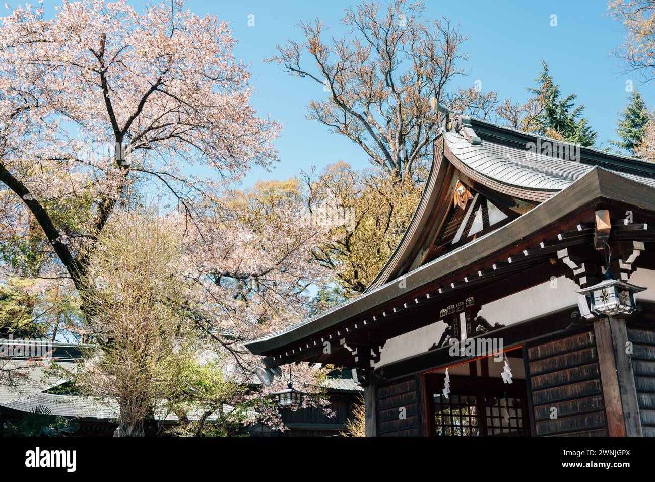 Yamanashi, Japan - 9. April 2023 : Shimoyoshida Fujisan Simomiya Omuro Sengen Jinja mit Kirschblüten Stockfoto