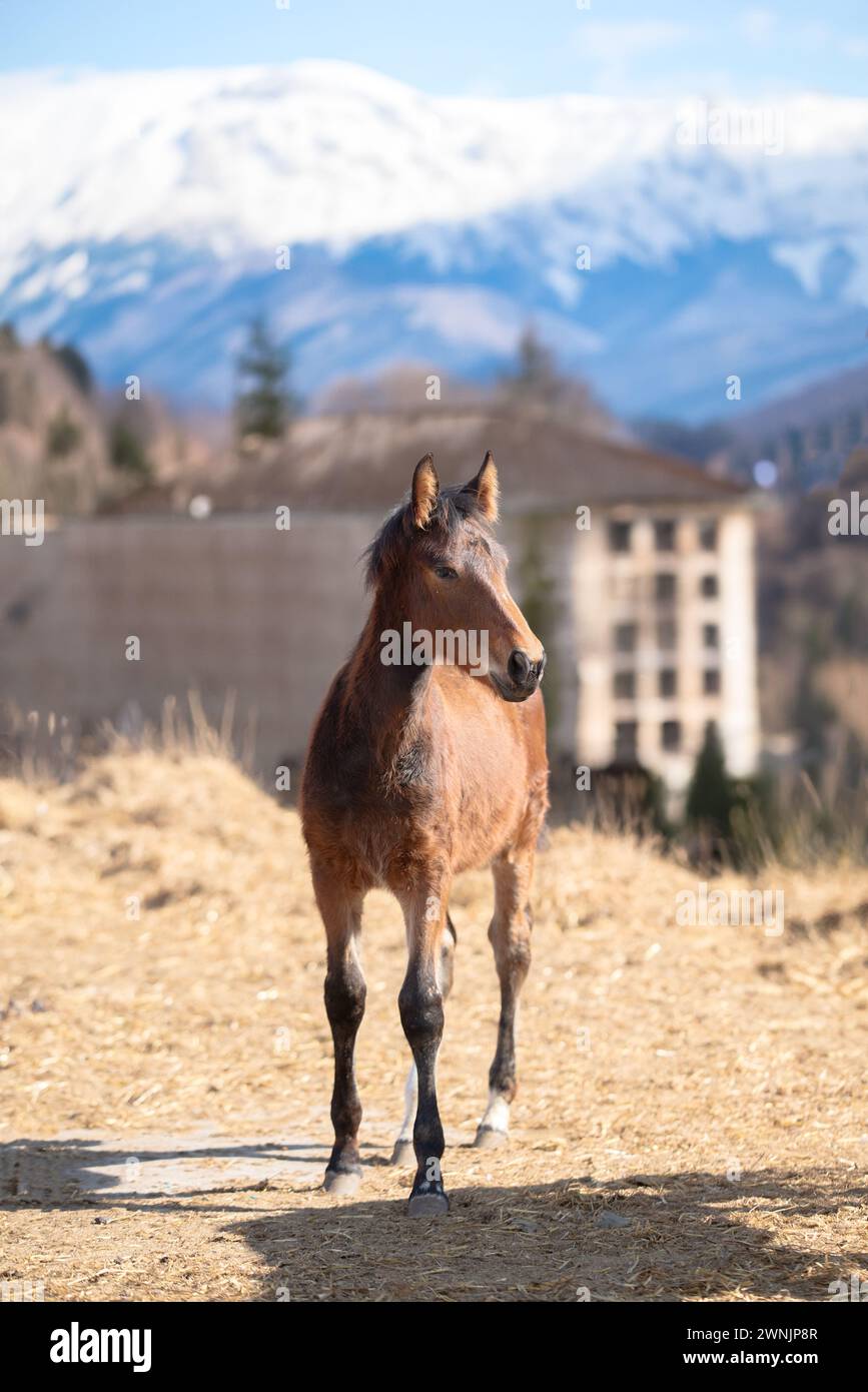 Braunes Pferd, das auf dem Rasen vor einem Hintergrund von Bergen weidet Stockfoto