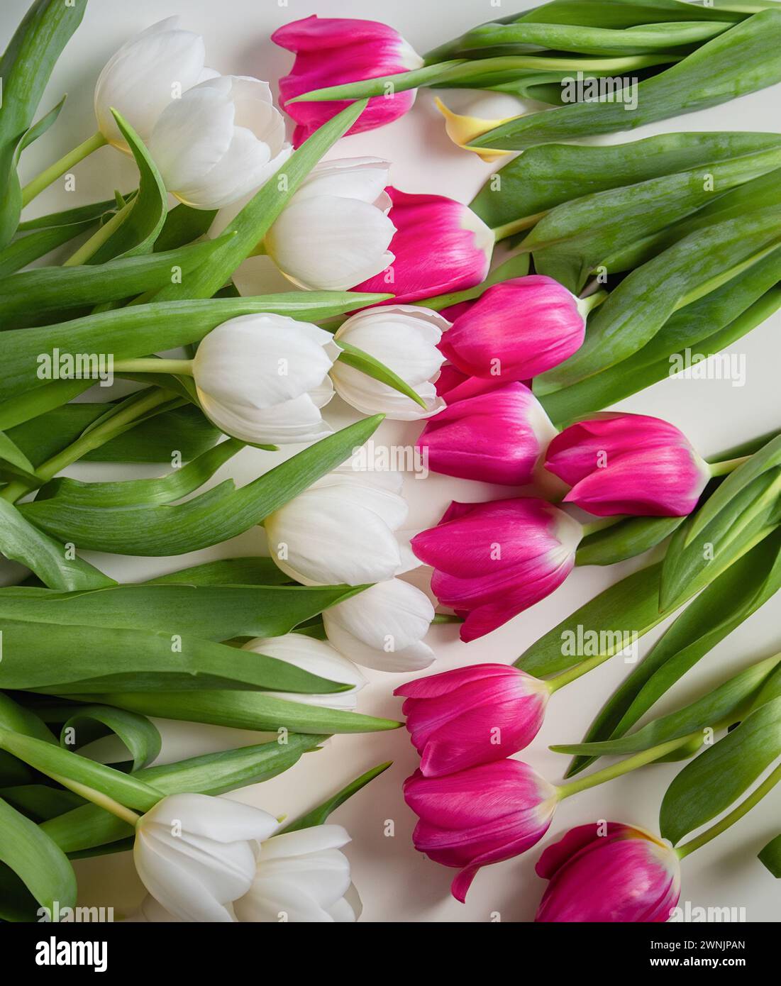 Weiße und pinkfarbene Tulpen. Stockfoto
