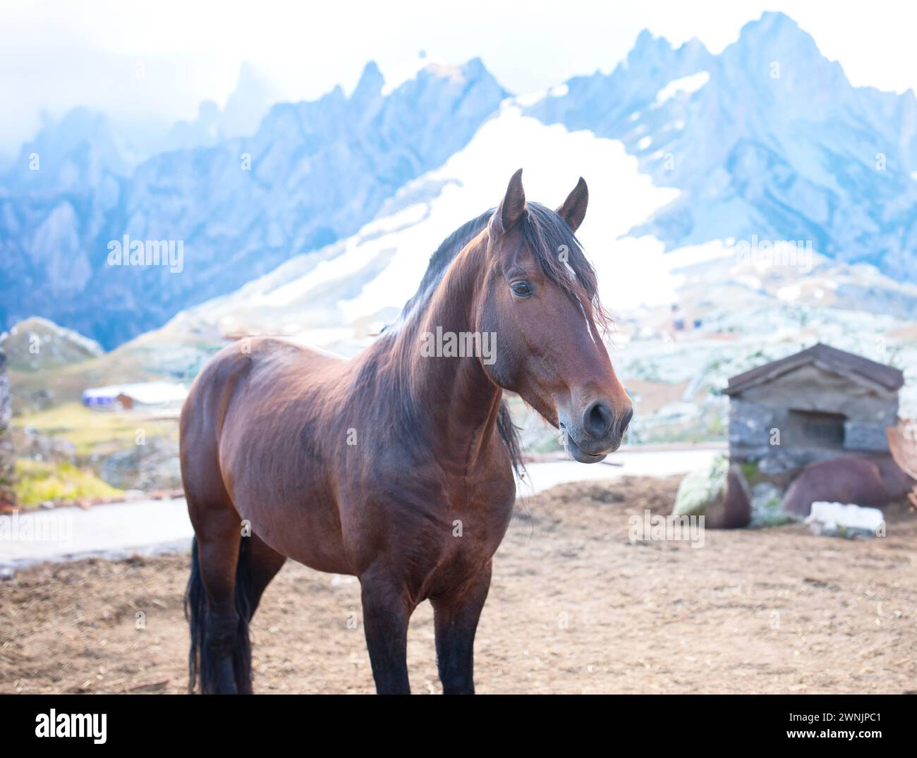 Ein Pferd grast bei schneebedecktem Wetter. Stockfoto