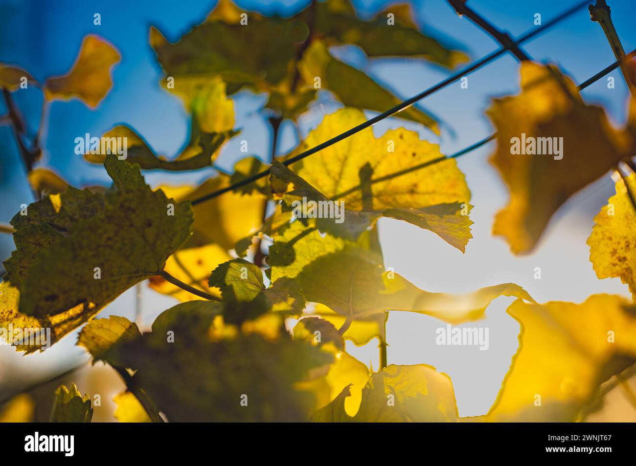 Die Farben des Herbstes: Blätter einer Weinrebe gegen das Licht. Nahaufnahme. Stockfoto