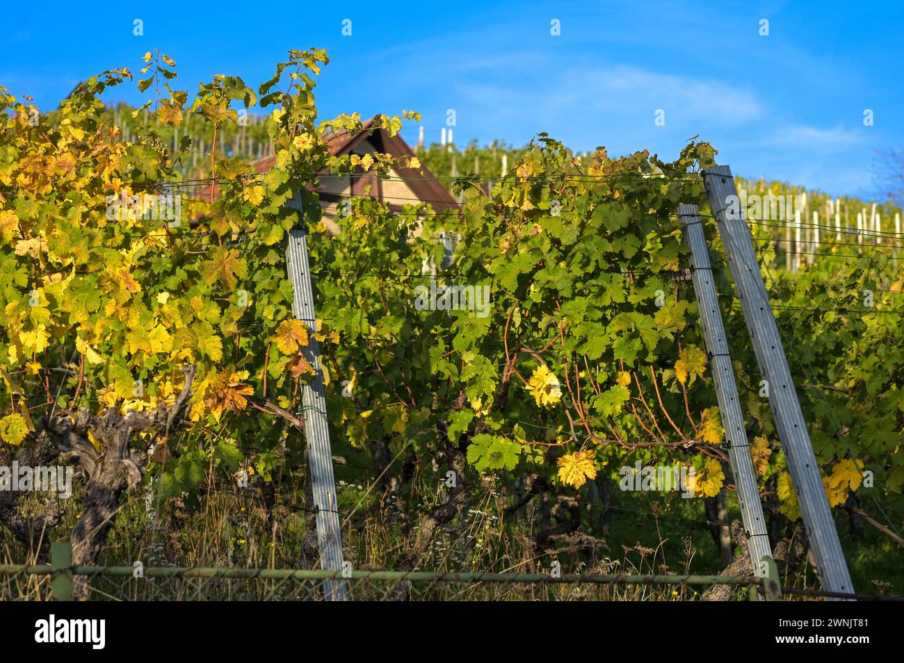 Weinberg nach der Traubenlese: Reben mit wild ausbreitenden Blättern in hellen Herbstfarben. Aufgenommen im Oktober in der Nähe von Stuttgart. Stockfoto