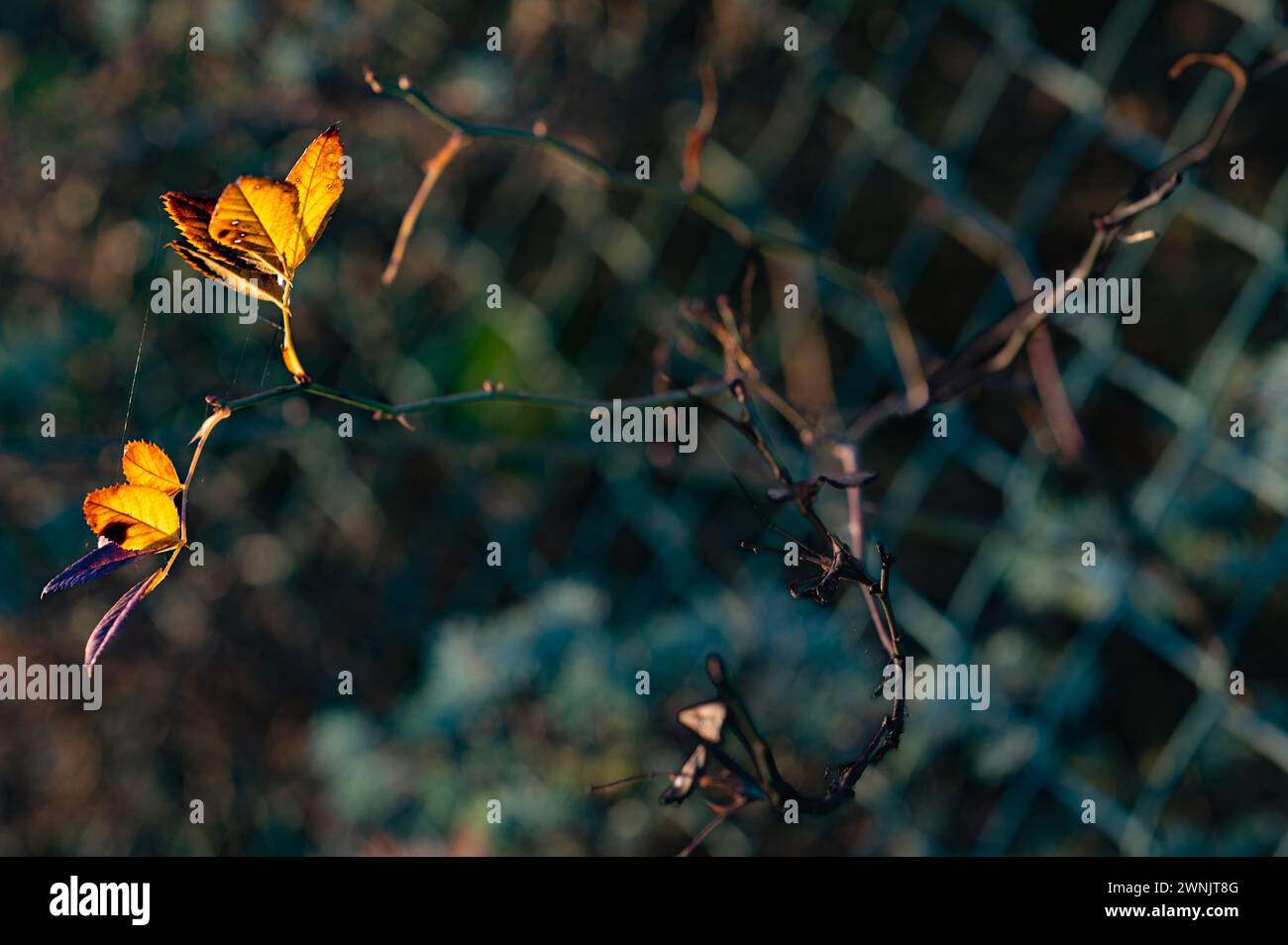 Spätherbst in der Natur: Karge Zweige mit ein paar bunten Blättern - beleuchtet in der Abendsonne. Stockfoto