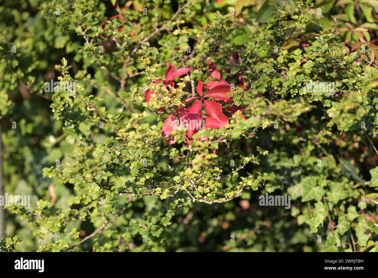 Herbsteindrücke: Sträucher mit grünen und roten Blättern im Abendlicht. Stockfoto