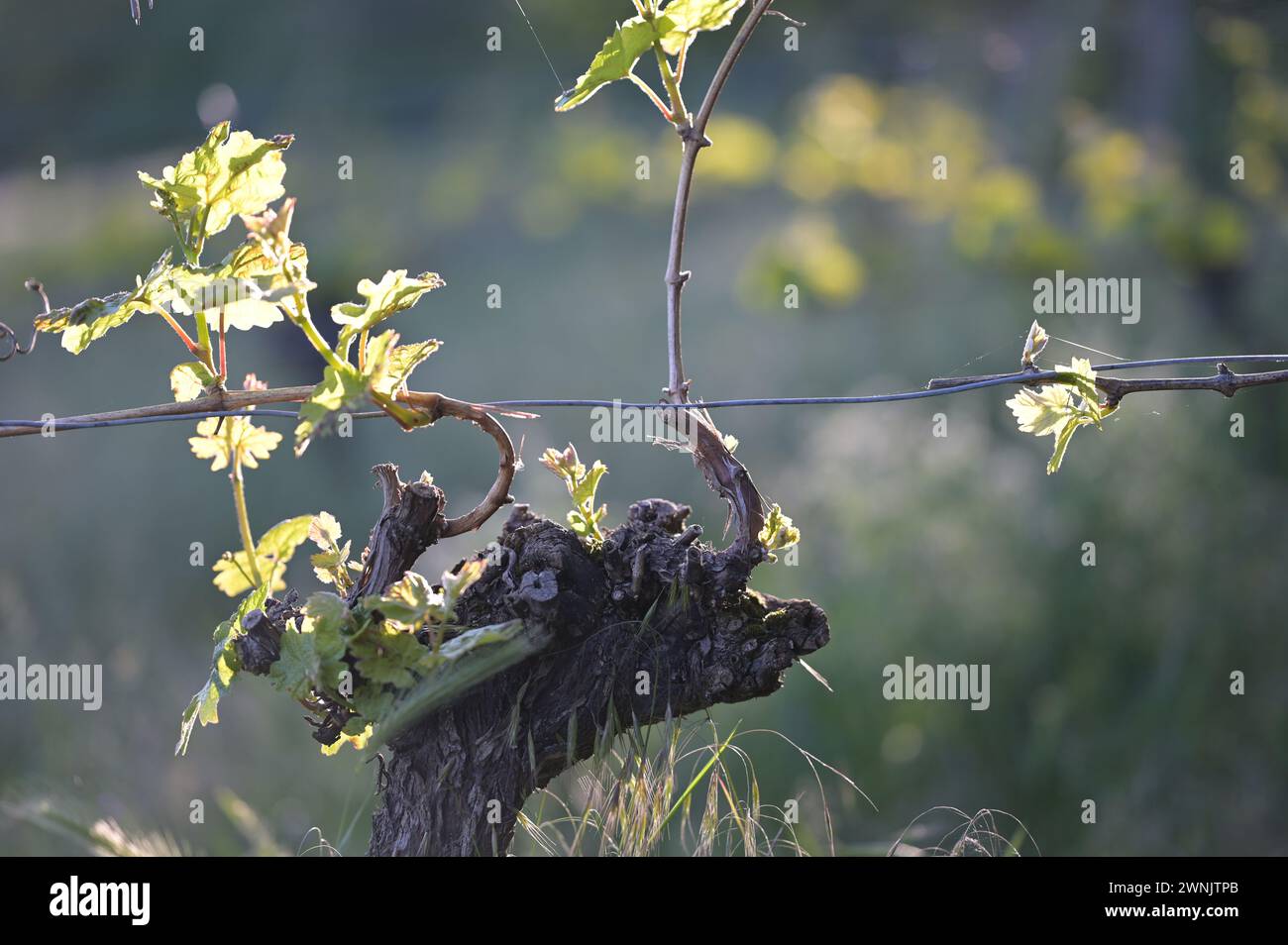 Rebstöcke im Mai: Aus der alten Weinrebe wachsen junge Zweige und hellgrüne Blätter. Hintergrundbeleuchtete Aufnahme in der Abendsonne. Stockfoto
