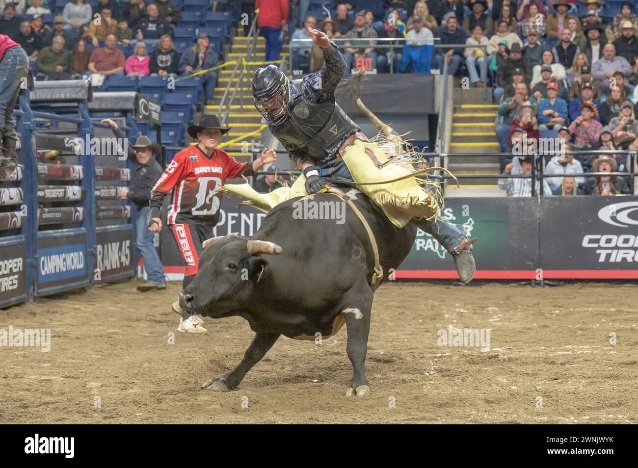 Bridgeport, Usa. März 2024. BRIDGEPORT, CONNECTICUT – 02. MÄRZ: Matt Allgood reitet Dog Bone während der Professional Bull Riders (PBR) Pendleton Whisky Velocity Tour in der Total Mortgage Arena am 2. März 2024 in Bridgeport, Connecticut. Quelle: Ron Adar/Alamy Live News Stockfoto