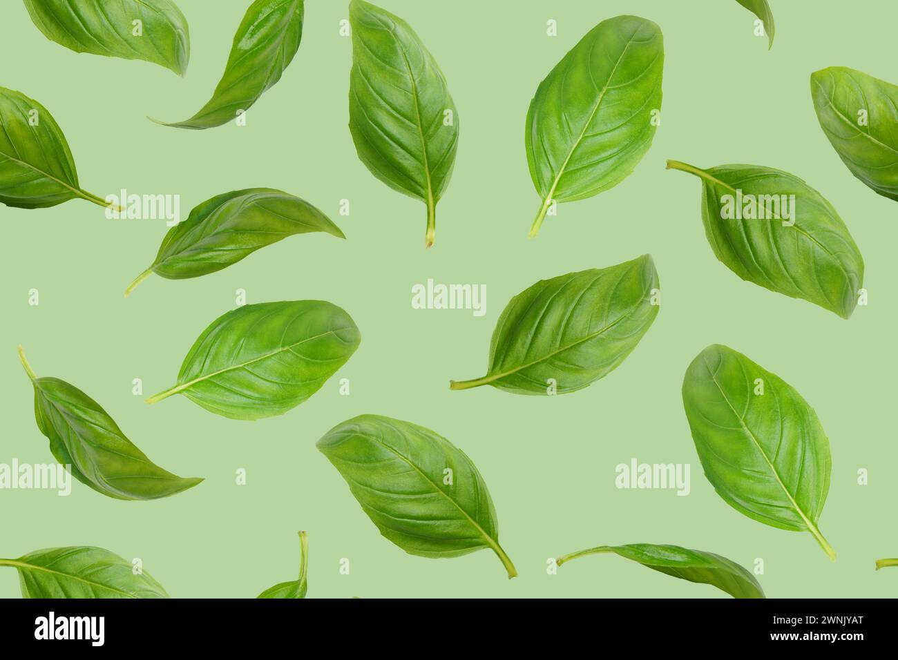 Frische grüne Bio-Basilikumblätter fliegen, isoliert auf grünem Hintergrund. Kreatives Fresh-Levitation, nahtloses Muster für Design. Zutat, Gewürz für Co Stockfoto