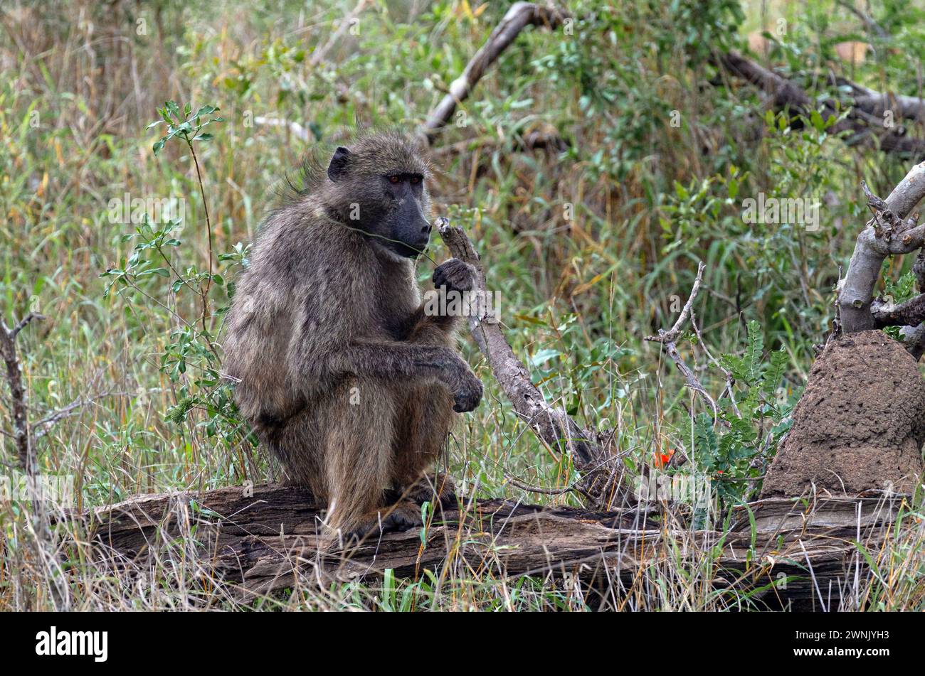 Affe sitzt auf einem Baumstamm und kaut Gras, Seitenansicht. Chacma Pavian im Kruger-Nationalpark, Südafrika. Safari in der Savanne. Tiere natürlicher Lebensraum, Wil Stockfoto