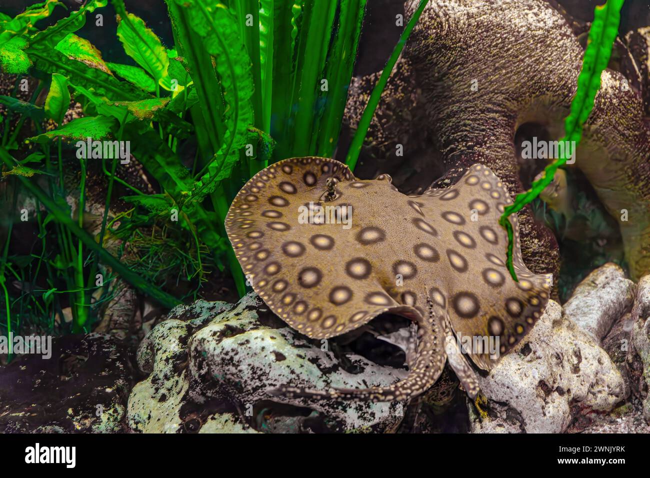 Stingray Motoro, Potamotrygon Motoro schwimmt in einem Aquarium auf Sandboden. Brauner Stachelrochenpfau im Süßwasserfluss, der im Aquarienbecken liegt, Stockfoto