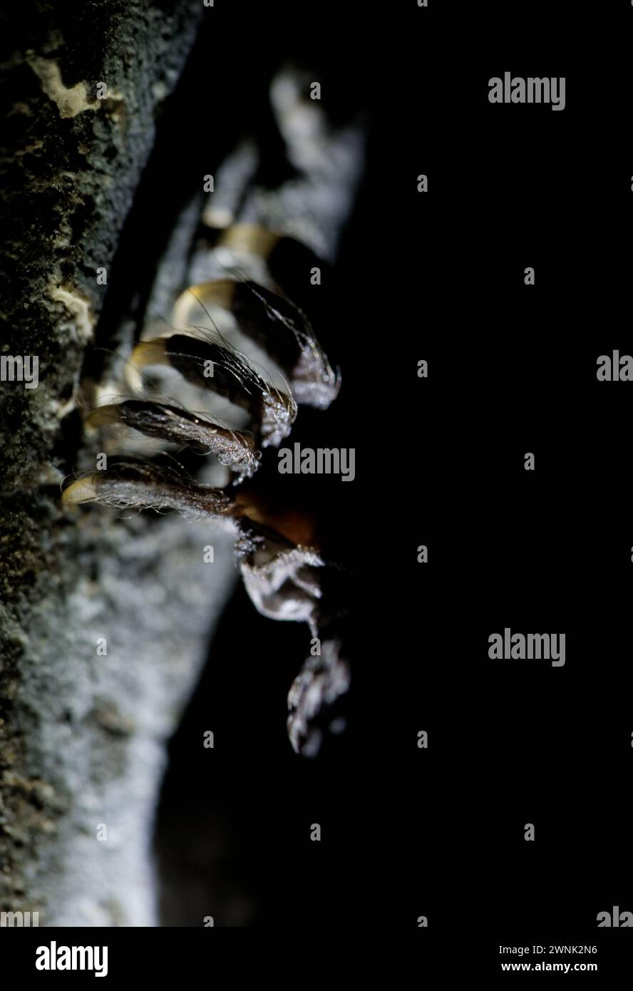 Braune Langohr-Fledermaus (Plecotus auritus), die in einem alten Bunker überwintert Stockfoto